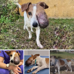 Read more about the article Chifa’s Inspiring Journey: From Pain to Love and Freedom
