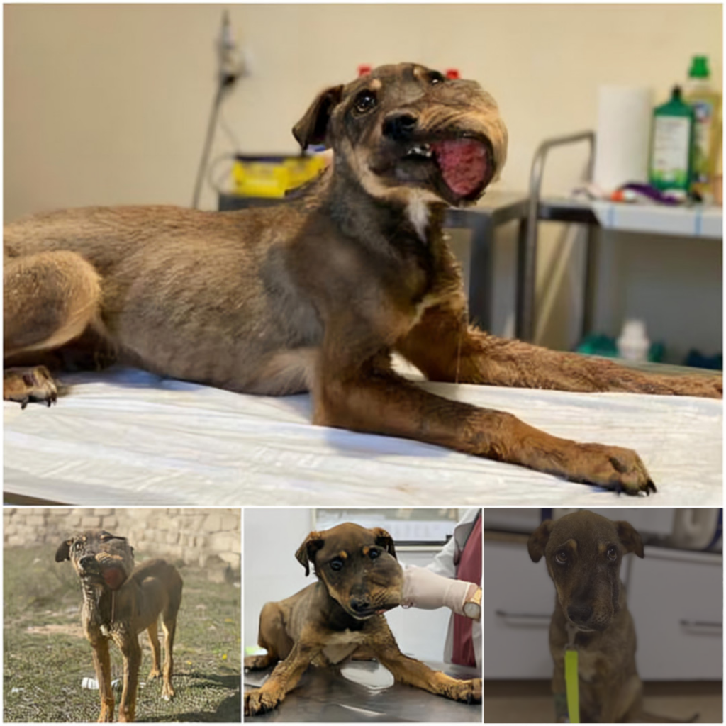Read more about the article Enduring Pain: Poor Dog Suffers Mouth Injury, Facing Daily Agony with a Heartrending and Pitiful Appearance