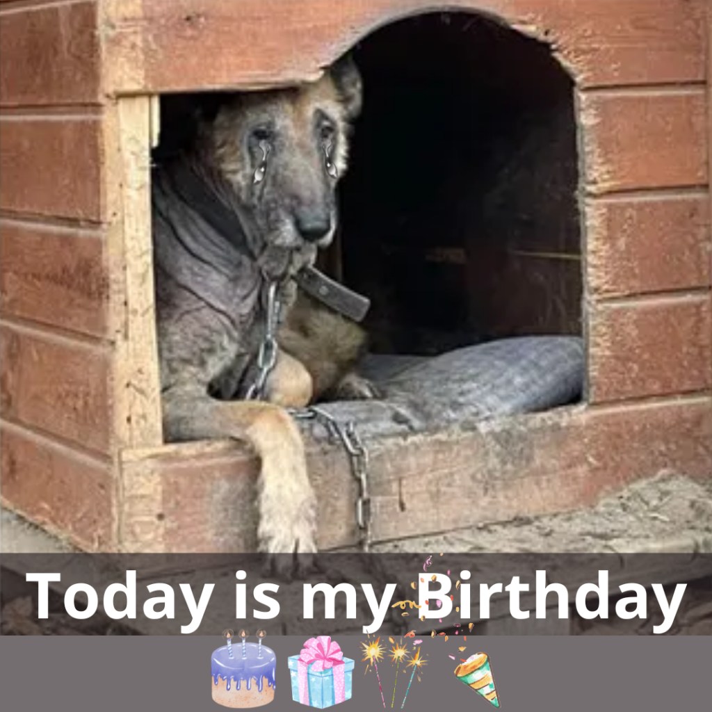 You are currently viewing A Journey of Resilience: Celebrating Kira’s New Beginning