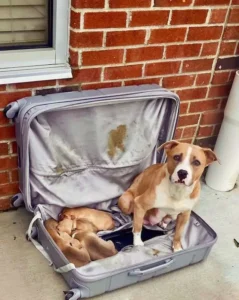 Read more about the article From a Suitcase to a Forever Home: The Incredible Journey of a Brave Mother Dog