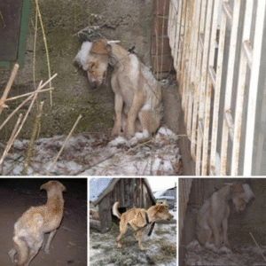 Read more about the article A Desperate Plea for Rescue: An Emaciated Dog Fights the Cold Alone in a Winter Storm