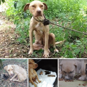 Read more about the article Lara’s Story: The Miraculous Mother Dog Who Refused to Give Up