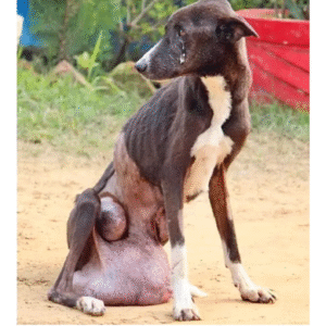 Read more about the article Midnight’s Miracle: From a Decade of Suffering by Tumor to a New Life