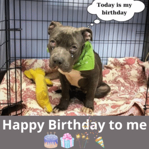 Read more about the article Happy Birthday, Hope: From Lonely Streets to a New Beginning