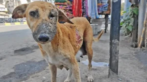 Read more about the article The Brave Mother Dog Who Survived the Fire: Her Journey of Healing and Hope Through Human Kindness