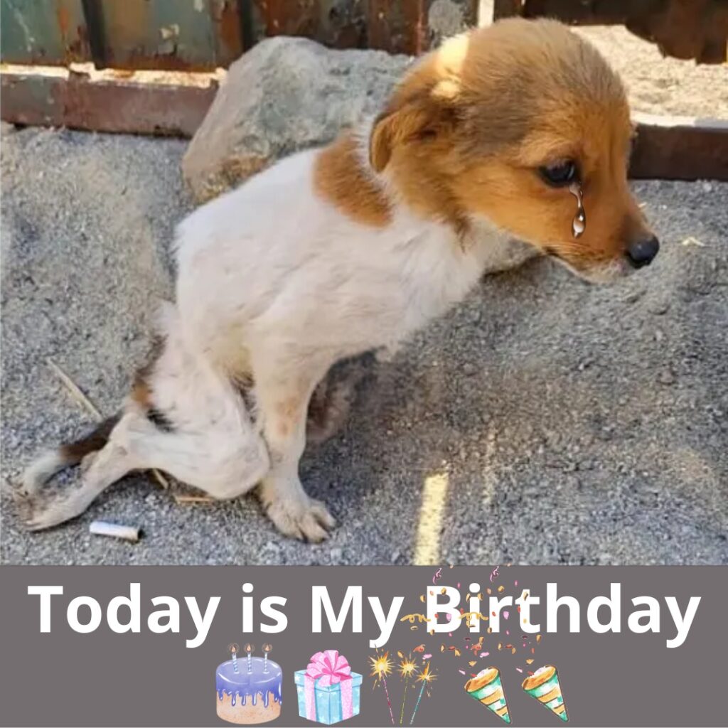 You are currently viewing A Birthday in the Shadows: The Lonely Stray’s Wish for Love and a Home