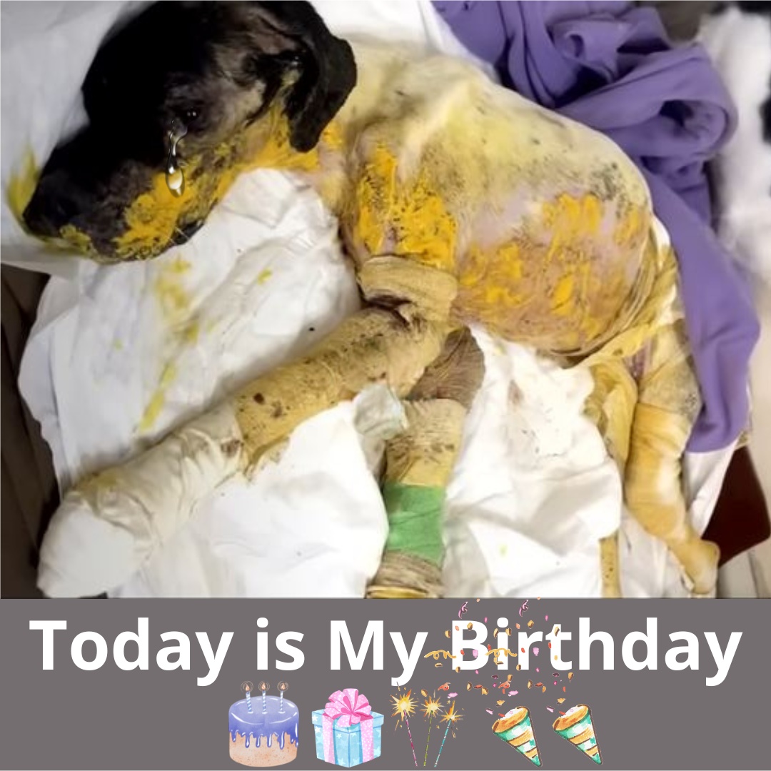 You are currently viewing Peri’s Journey: From a Landfill of Despair to a Life Filled with Hope