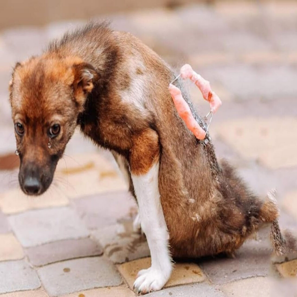 You are currently viewing Left for Days Without Help, Izumi Cried Tears of Joy When Finally Rescued
