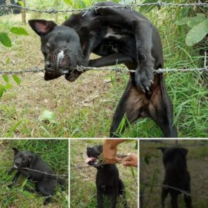 Read more about the article A Dog Trapped in Barbed Wire: A Heartbreaking Rescue Story of Pain, Hope, and Healing
