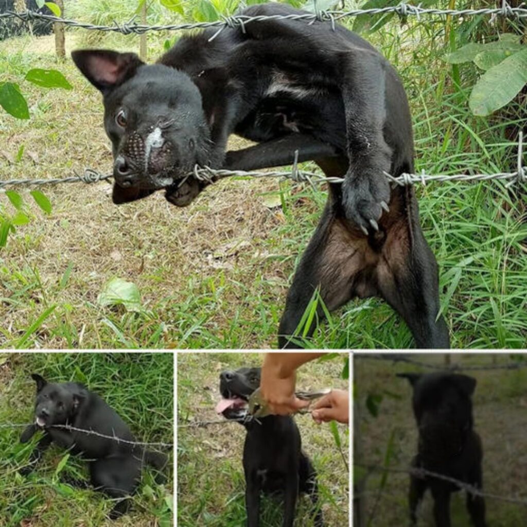Read more about the article A Dog Trapped in Barbed Wire: A Heartbreaking Rescue Story of Pain, Hope, and Healing