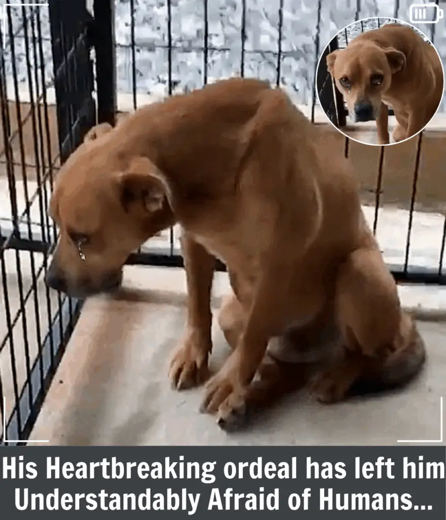 You are currently viewing Clark’s Story: From a Dumpster to a Second Chance at Life