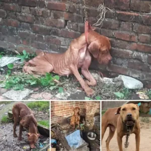 Read more about the article Lucky’s Story: From Abandoned and Bound to Loved and Free Forever