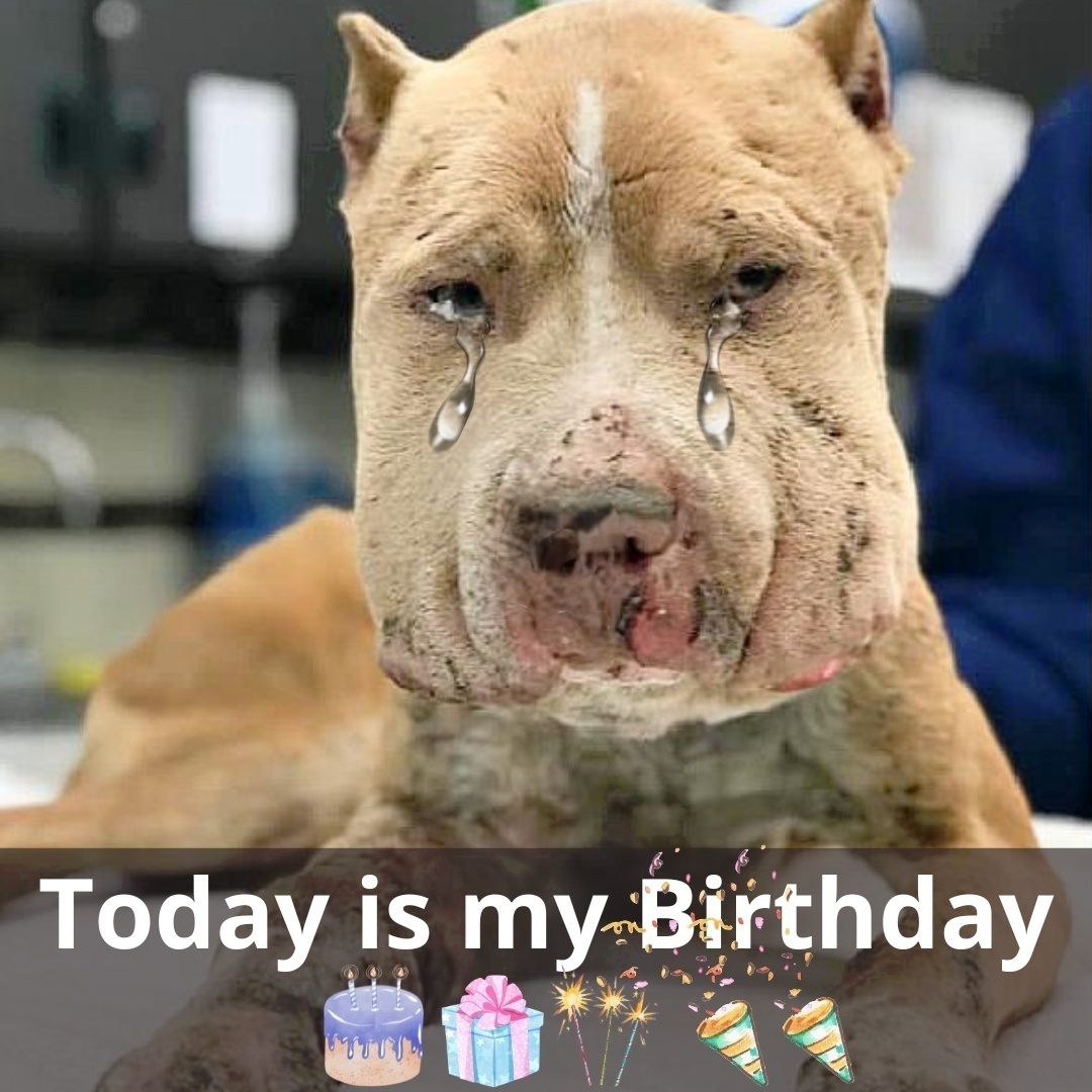 Read more about the article From Pain to Joy: Marco’s Journey from Abandoned to Adored