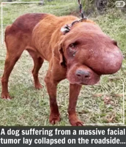 Read more about the article How One Woman’s Compassion Rescued a Dog from the Brink of Death