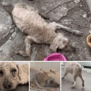 Read more about the article Napoleon’s Rescue Story: From Abandonment to Hope
