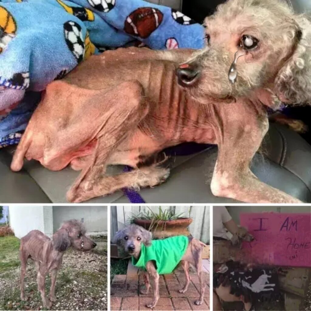 Read more about the article From Starvation to Survival: Beni’s Heartbreaking Journey Back to Life