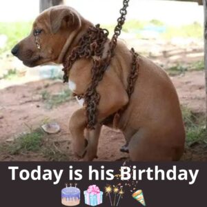 Read more about the article Harry’s 11th Birthday: From Abandonment to Loe and a Second Chance at Life