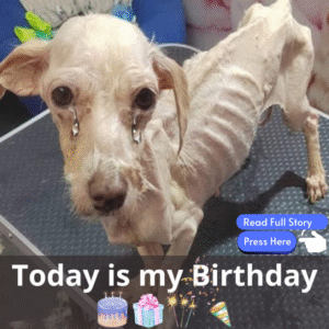 Read more about the article A Birthday of Hope: The Journey of a Brave Little Dog