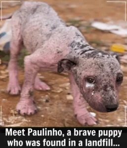 Read more about the article From Landfill to Love: Puppy Paulinho’s Inspiring Journey to Health and Happiness