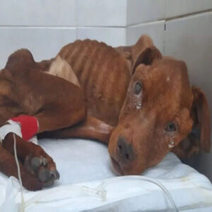 Read more about the article Dibu’s Miracle: From the Edge of Death to a Life Full of Hope