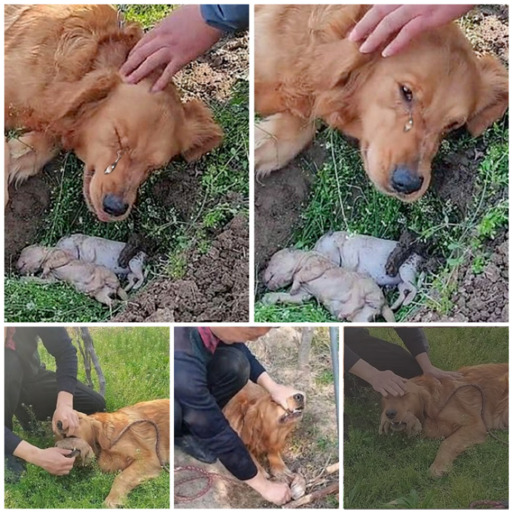 You are currently viewing A Mother’s Endless Love: A Dog’s Unwavering Devotion to Her Puppies