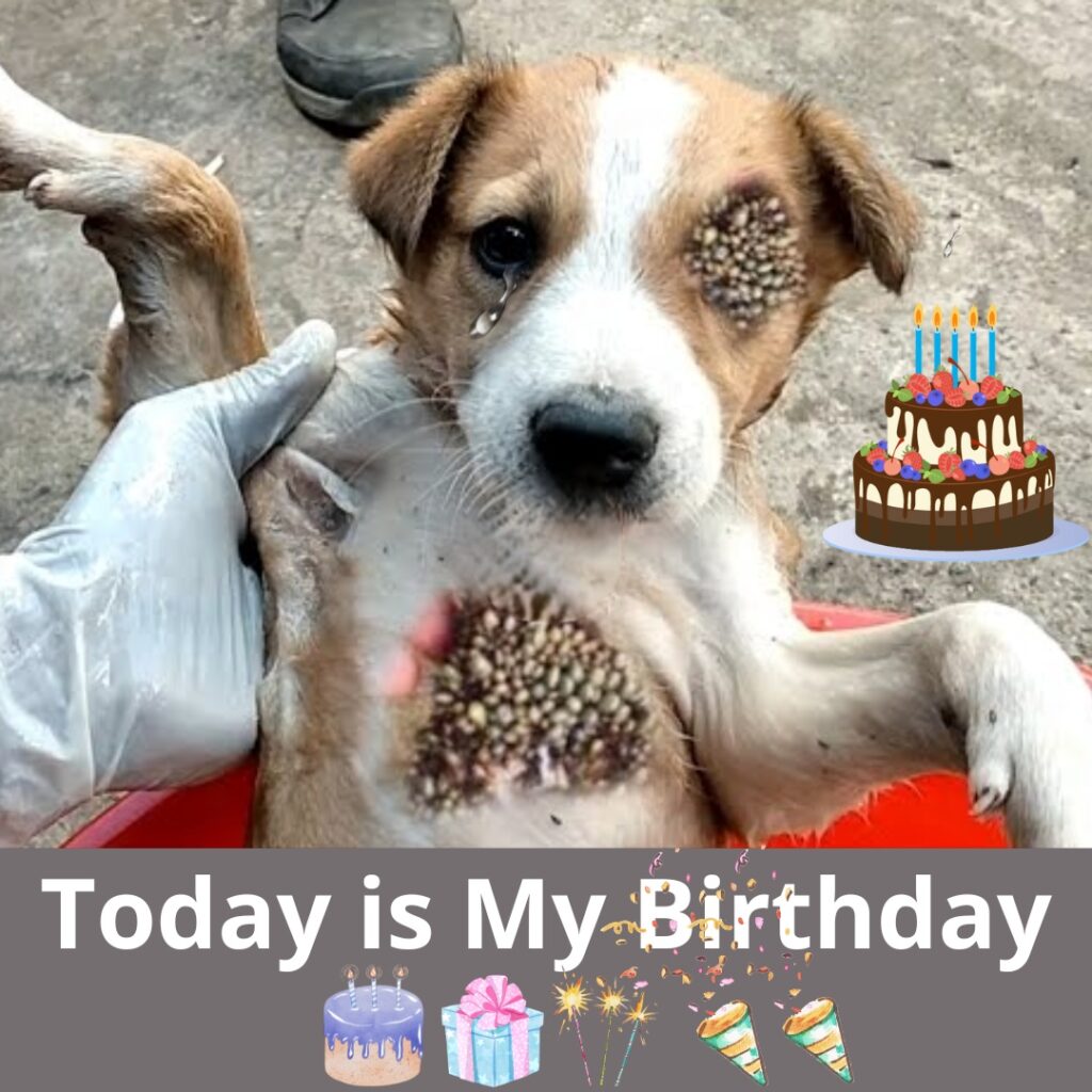 Read more about the article A Compassionate Birthday Tribute to a Dog Afflicted with Ticks in Its Eyes and Belly