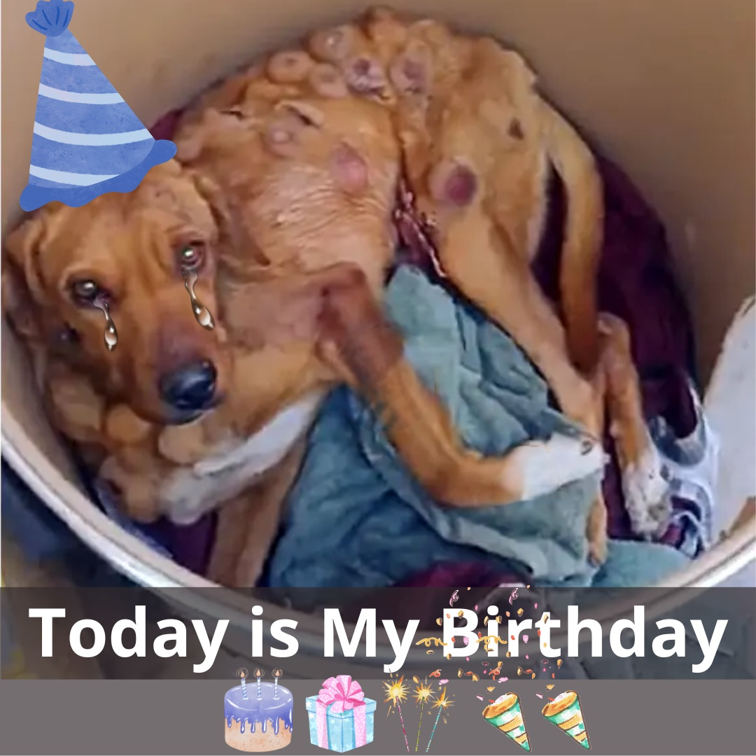 Read more about the article Boby’s Journey: From Suffering to Hope – A Birthday Celebration of Resilience