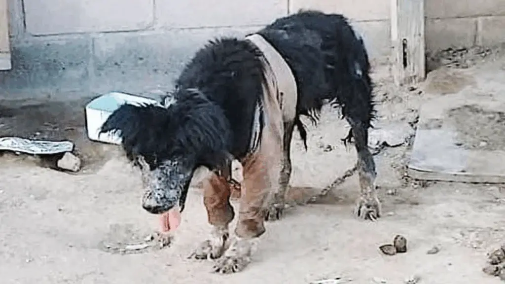Read more about the article Shotley’s Journey: From Neglect to a Loving Home