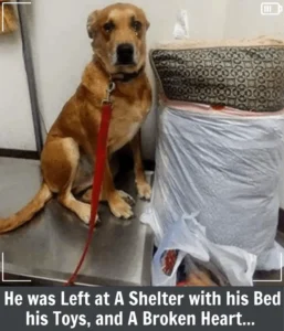 Read more about the article A Heartbreaking Story of a Dog Left at Shelter With His Toys and Bed