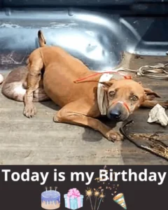 Read more about the article A Long Road to Hope: The Touching Rescue and Recovery of a Stray Dog with a Tumor