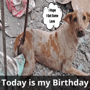 Read more about the article From Agony to Hope: The Unbreakable Spirit of a Dog Who Survived the Unthinkable