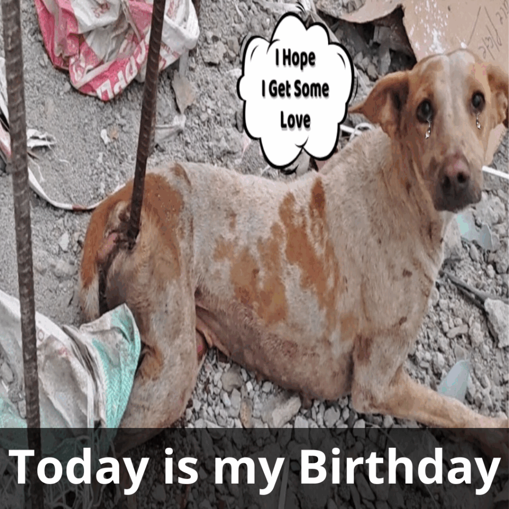 Read more about the article From Agony to Hope: The Unbreakable Spirit of a Dog Who Survived the Unthinkable