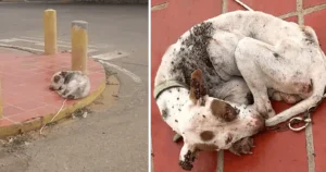 Read more about the article A Lonely Dog’s Fight for Hope on His Birthday