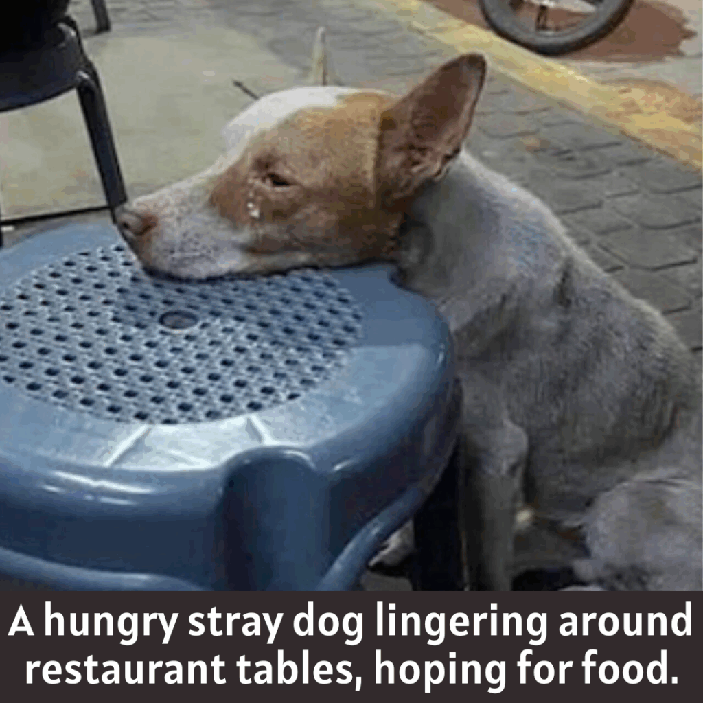 Read more about the article Viral Story Sparks Compassionate Movement to Feed and Shelter Stray Dogs