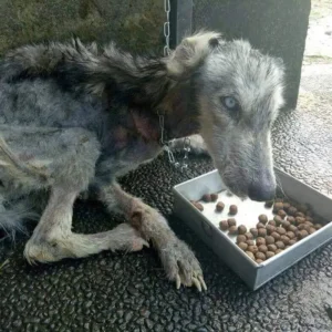 Read more about the article From Starvation to Strength: Hope the Husky’s Incredible Journey of Survival and Love
