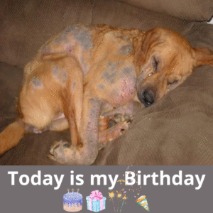 Read more about the article From Loneliness to Love: A Forgotten Dog’s Birthday Miracle