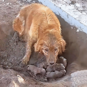 Read more about the article From Chains to Freedom: A Mother Dog’s Desperate Plea for Help