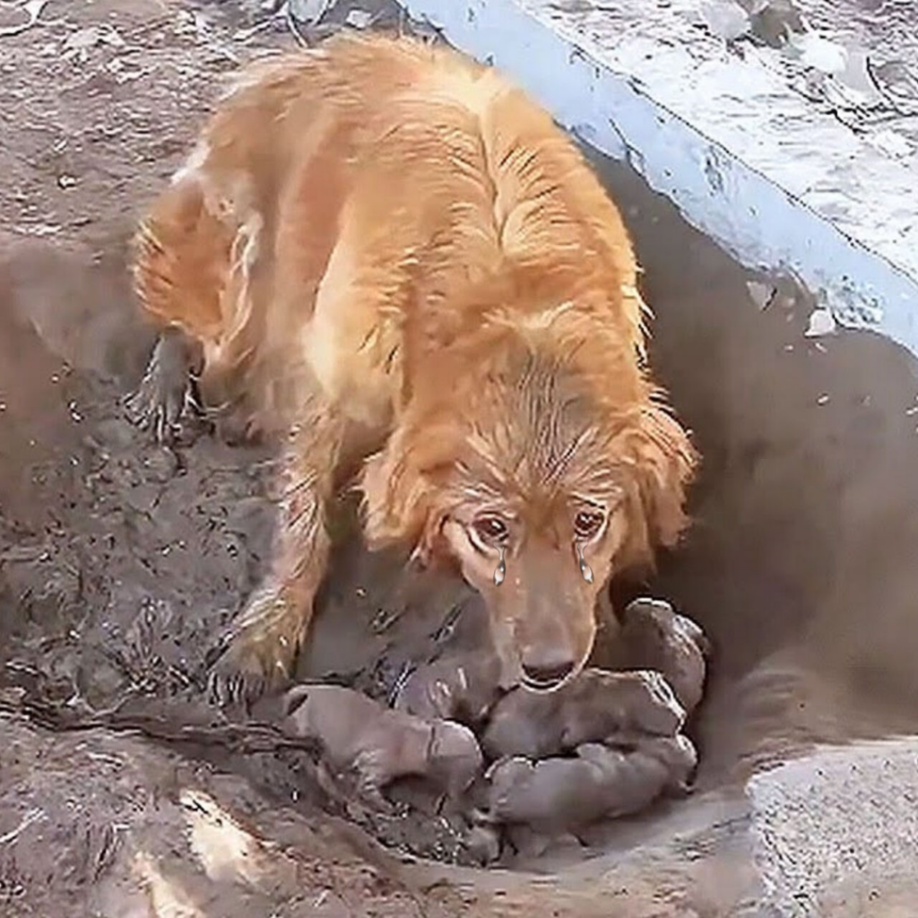 You are currently viewing From Chains to Freedom: A Mother Dog’s Desperate Plea for Help