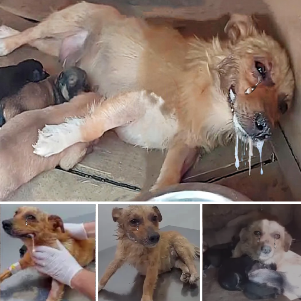 You are currently viewing A Heroic Canine’s Courageous Journey: Luna’s Story of Resilience and Hope