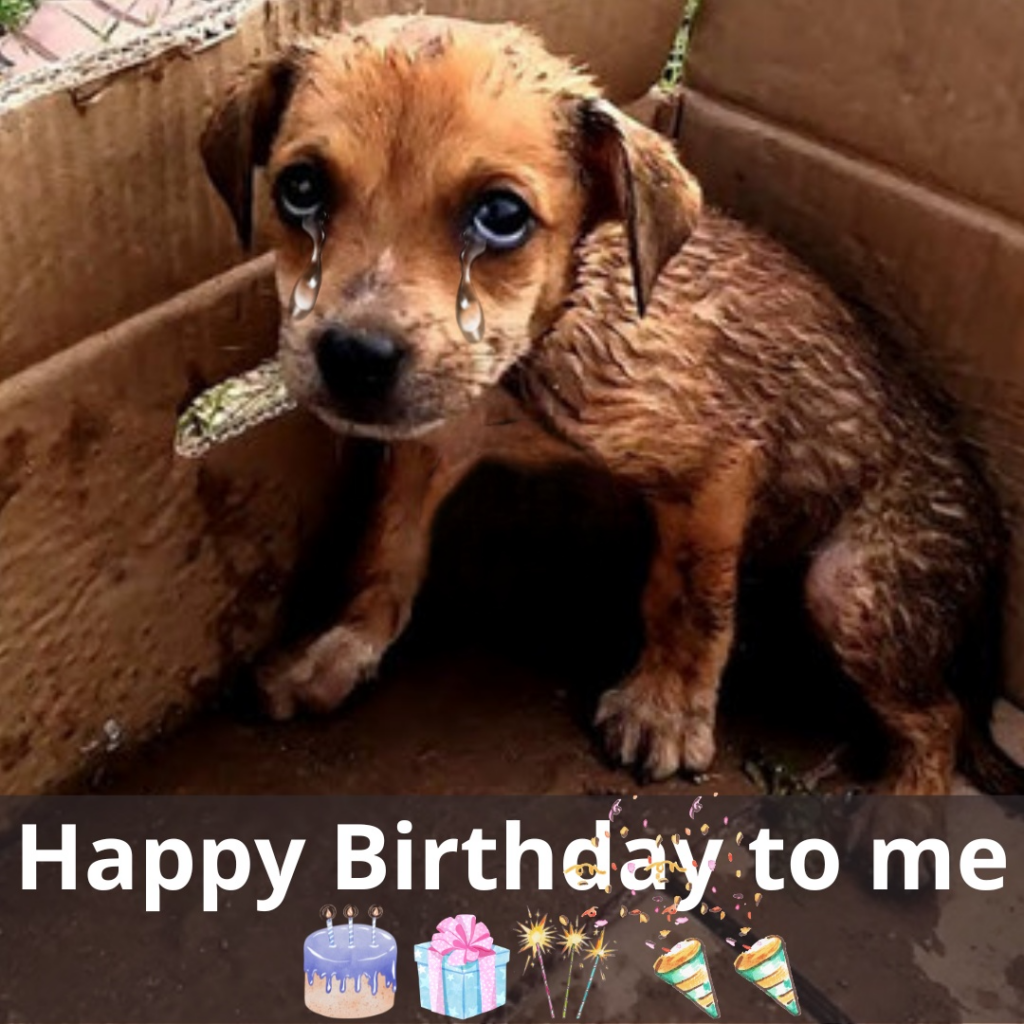 Read more about the article A Rescued Pup’s Lonely Birthday: A Heartwarming Story of Hope and Love