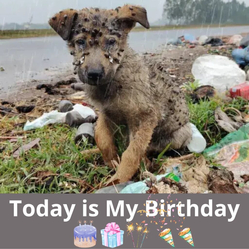 You are currently viewing A Stray’s Birthday: Finding Hope Amidst Desperation