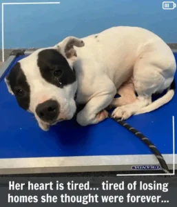 Read more about the article Cherry’s Journey: From Fear to Hope and the Dream of a Forever Home