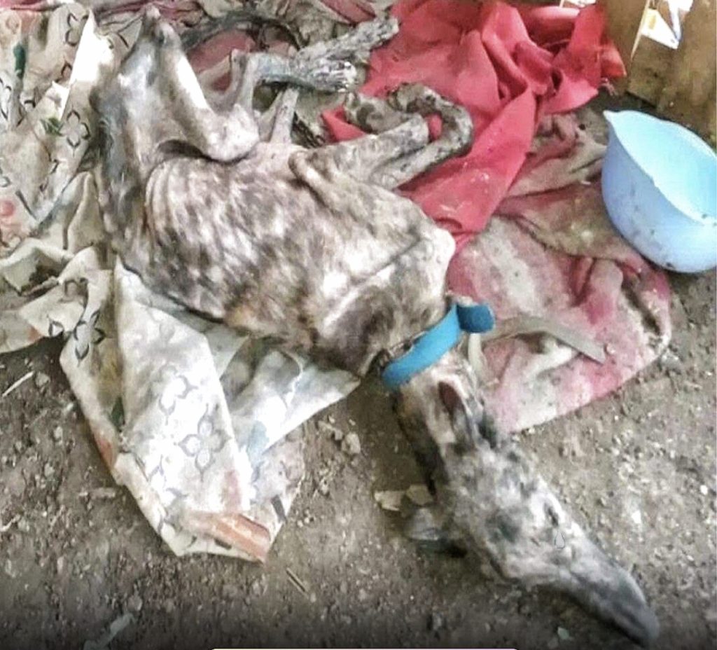 You are currently viewing Ruperto’s Remarkable Journey: From Neglect to Newfound Hope