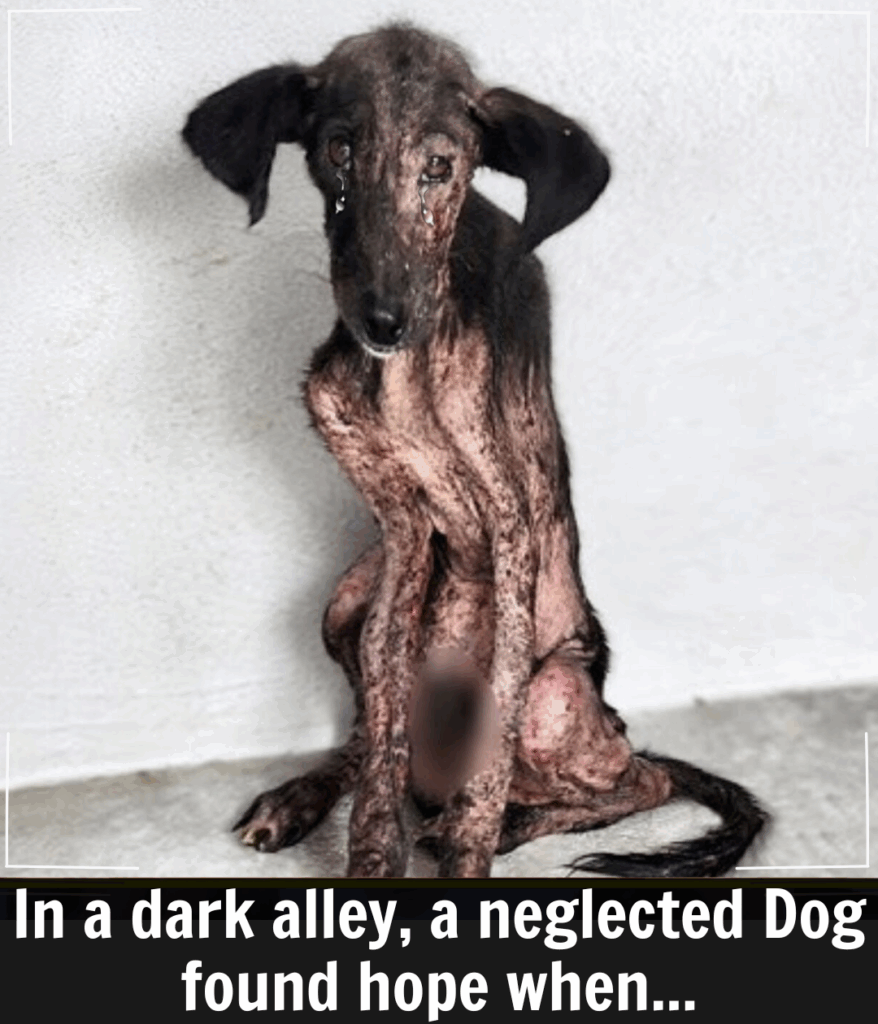 You are currently viewing A Life Lost in the Shadows: A Dog’s Journey from Neglect to Hope