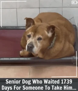 Read more about the article The Senior Shelter Dog Who Waited 1,739 Days to Be Loved
