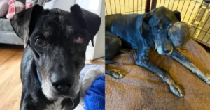 Read more about the article Gus: The Brave Dog Who Found Love After a Life of Pain