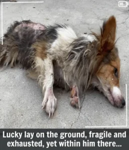 Read more about the article Little Lucky’s Journey: From Brutal Abuse to Beacon of Resilience and Hope