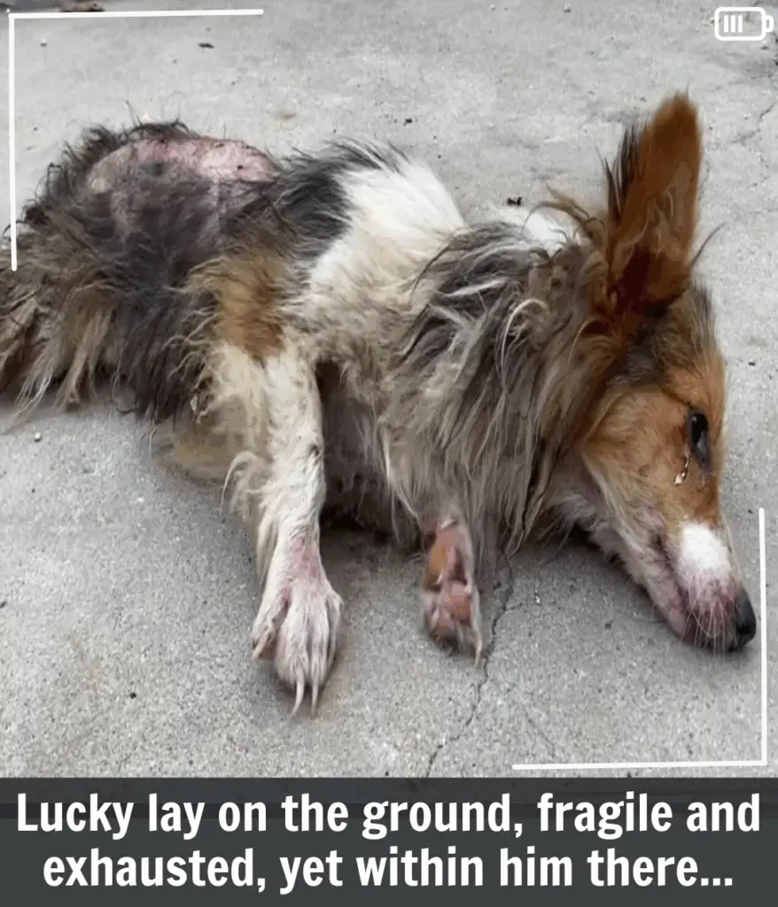 You are currently viewing Little Lucky’s Journey: From Brutal Abuse to Beacon of Resilience and Hope
