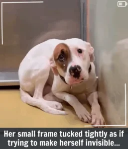 Read more about the article Kansas Rescuers Were Heartbroken for Imelda Who Wouldn’t Stop Shaking in Her Kennel