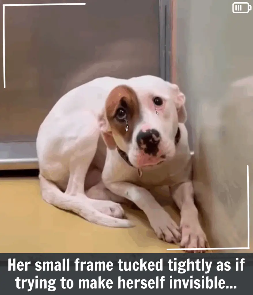 You are currently viewing Kansas Rescuers Were Heartbroken for Imelda Who Wouldn’t Stop Shaking in Her Kennel